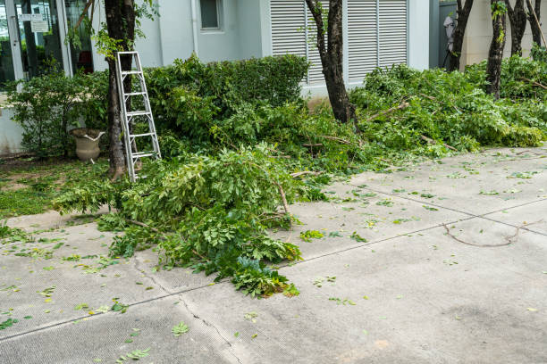 Best Lawn Drainage Solutions  in Lewiston, MN