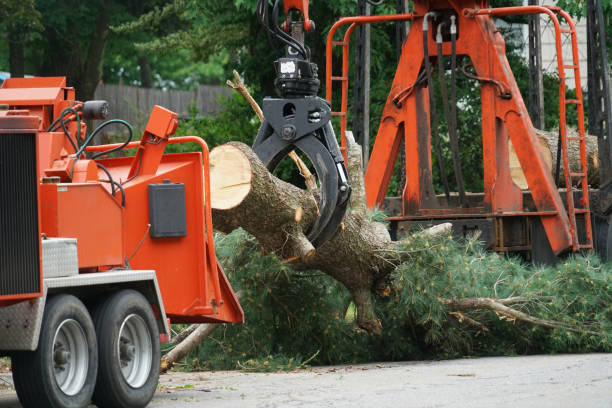 Best Tree Disease Treatment  in Lewiston, MN